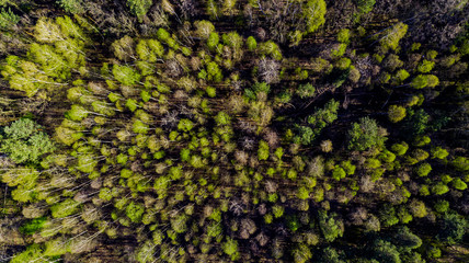 Fresh Green Foliage in Forest at Spring. Aerial Drone View