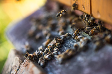 Heneybee or Honey Bee at Entrance to Beehive. Ecological Honey Production in Countryside. Close Up View