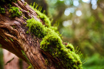 Beautiful green moss on a tree in a forest of Anaga National rural park in Tenerife, Canary Islands, Spain
