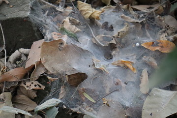 Spiders and Ants