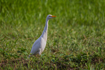 White egyptian heron (western cattle egret, Bubulcus ibis) stands on the grass and carefully looks away. Its found in the tropics, subtropics and warm temperate zones.