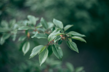 Green leaves of a tree in daylight in spring