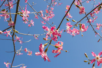 Kapok with sky as background.