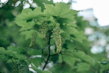 Green leaves of a tree in daylight in spring