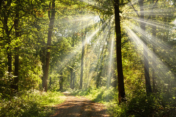 Fototapeta na wymiar Ein romantischen Waldweg strahlt im hellen Sonnenschein.