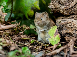 Short-tailed vole standing among leaf litter.