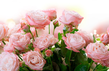 fresh rose flowers