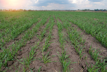 Young green sprouts of wheat on field