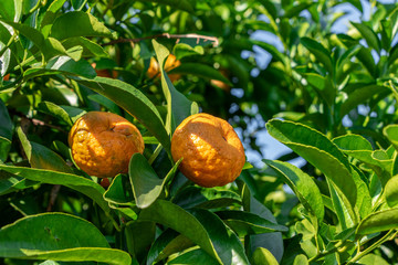 The yellow orange on the green tree.