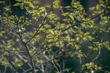 Green leaves of a tree in daylight in spring