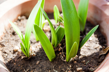 spring awakening of nature, flowering
