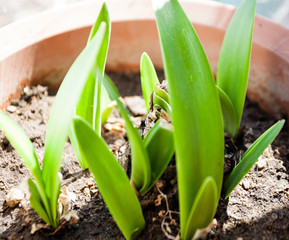 spring awakening of nature, flowering