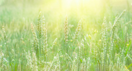 Wheat field with ripe wheat close-up. Horizontal tinted photo of wheat ears