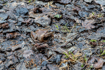 brown frog on wet leaves in the forest close-up view