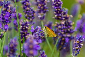 butterfly on lavender