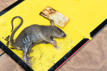 Rat mouse captured onto glue trap with biscuit bait