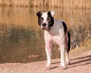 Pitbull with skin rash posing by a pond for a portrait
