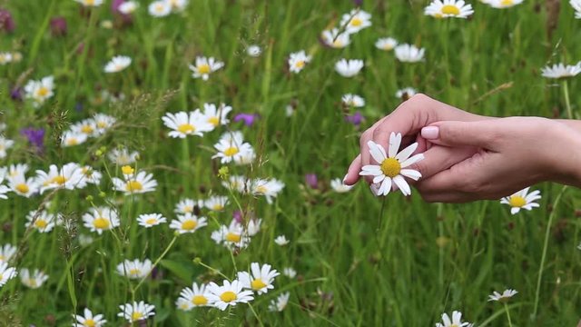 Closeup view video of two manicured female hands holding cute white daisy flower isolated at green grass with beautiful blooming wild colorful flowers growing in countryside meadow.
