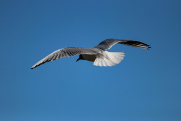 seagull in flight