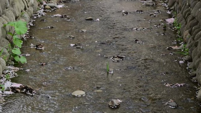 桜の花びらが川に流れるシーン / 北海道札幌市