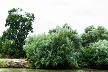 Beautiful landscape in Danube Delta, luxuriant vegetation. Romania.
