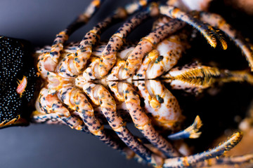 Detail of a lobster's belly