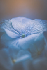 blue flower with water drops