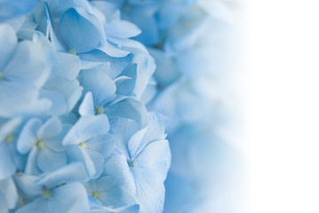 blue hyacinth on a white background