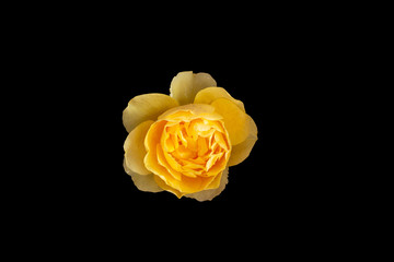 Summer yellow rose, isolation on black with clipping path, big flower concept