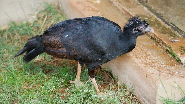"Crax Rubra", bird from South America