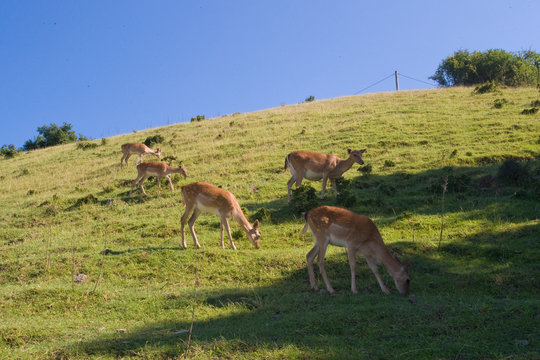 caprioli