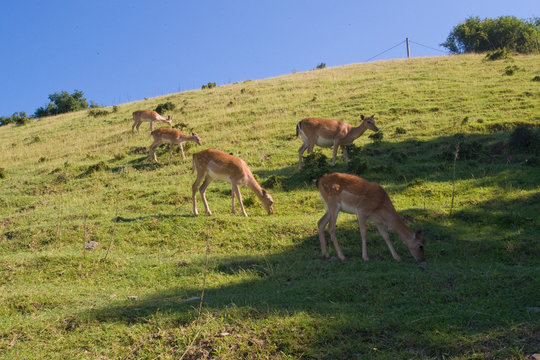 caprioli