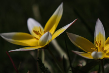 Obraz premium yellow flower