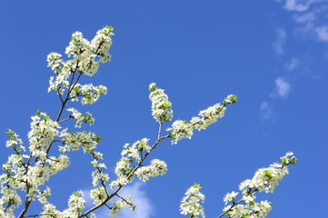 Cherry white flowers against blue sky