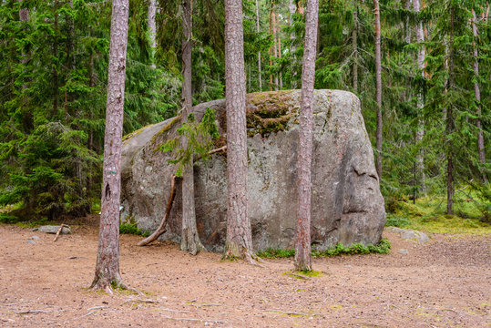 Lahemaa National Nature Park, Estonia. A Huge Ice Age Boulder In The Forest.