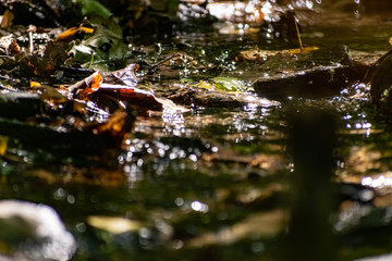 Fallen dry leaves and small branches in a forest pool among stones, moss and vegetation. Wet and humid climate after rainy weather
