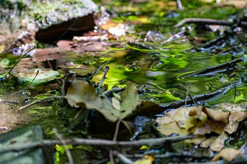 Fallen dry leaves and small branches in a forest pool among stones, moss and vegetation. Wet and humid climate after rainy weather