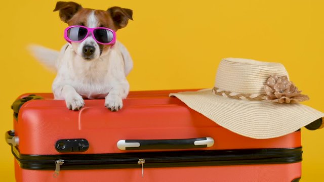Funny dog breed Jack Russell Terrier in sunglasses lies on a suitcase isolated on a yellow studio background. Vacation and travel concept.