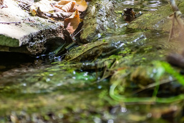 Fallen dry leaves and small branches in a forest pool among stones, moss and vegetation. Wet and humid climate after rainy weather