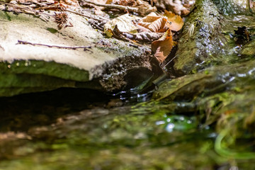 Fallen dry leaves and small branches in a forest pool among stones, moss and vegetation. Wet and humid climate after rainy weather
