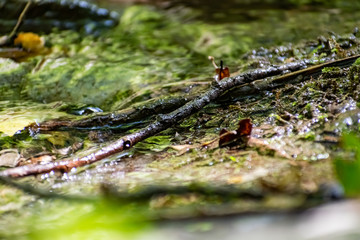 Fallen dry leaves and small branches in a forest pool among stones, moss and vegetation. Wet and humid climate after rainy weather