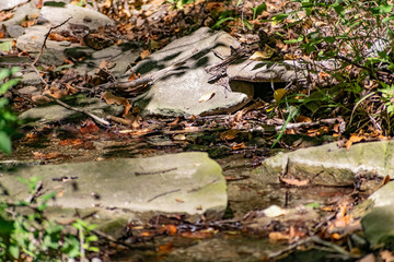 Fallen dry leaves and small branches in a forest pool among stones, moss and vegetation. Wet and humid climate after rainy weather