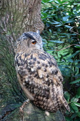 hibou dans la forêt