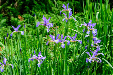 Close up of many delicate blue iris flowers on green, in a sunny spring garden, beautiful outdoor floral background photographed with soft focus
