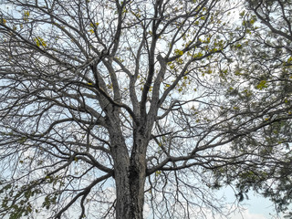 trees in the sky