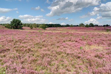 Landes de bruyères en Allemagne