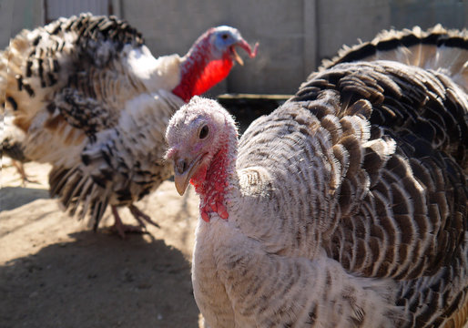 Homemade beautiful turkeys with fluffy feathers on a farm.