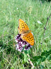 Obraz premium butterfly on a flower