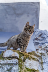 cat on a blue background in an Arab city