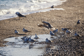 seagull